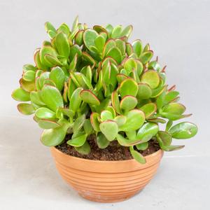 Крассула / Толстянка (Crassula)